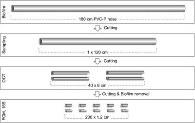Small-Scale Heterogeneity in Drinking Water Biofilms